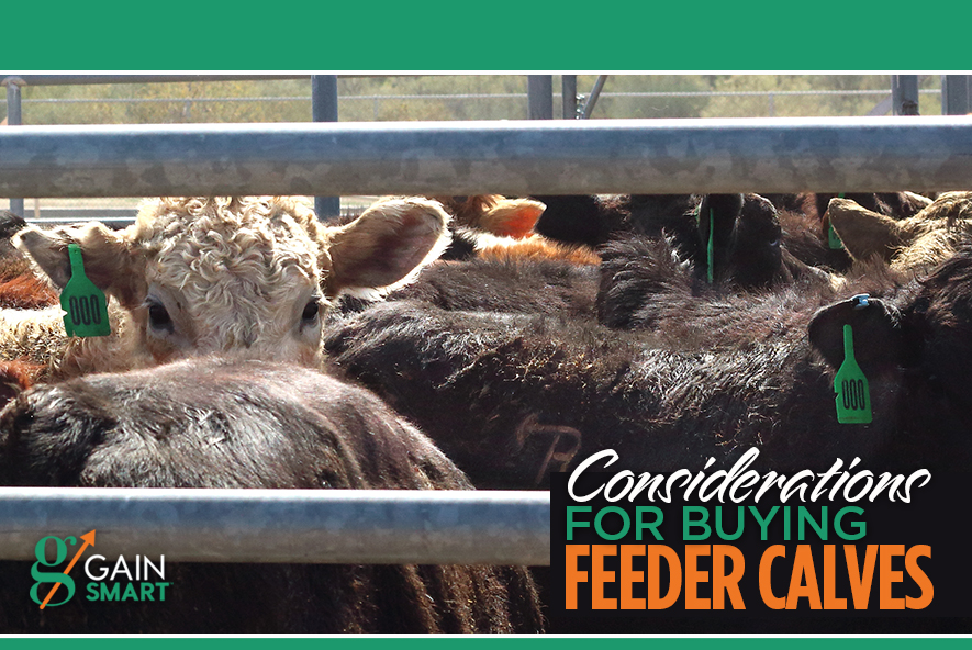 Considerations for Buying Feeder Calves Gain Smart