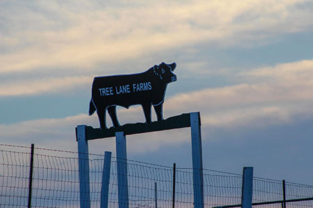 Tree Lane Farms