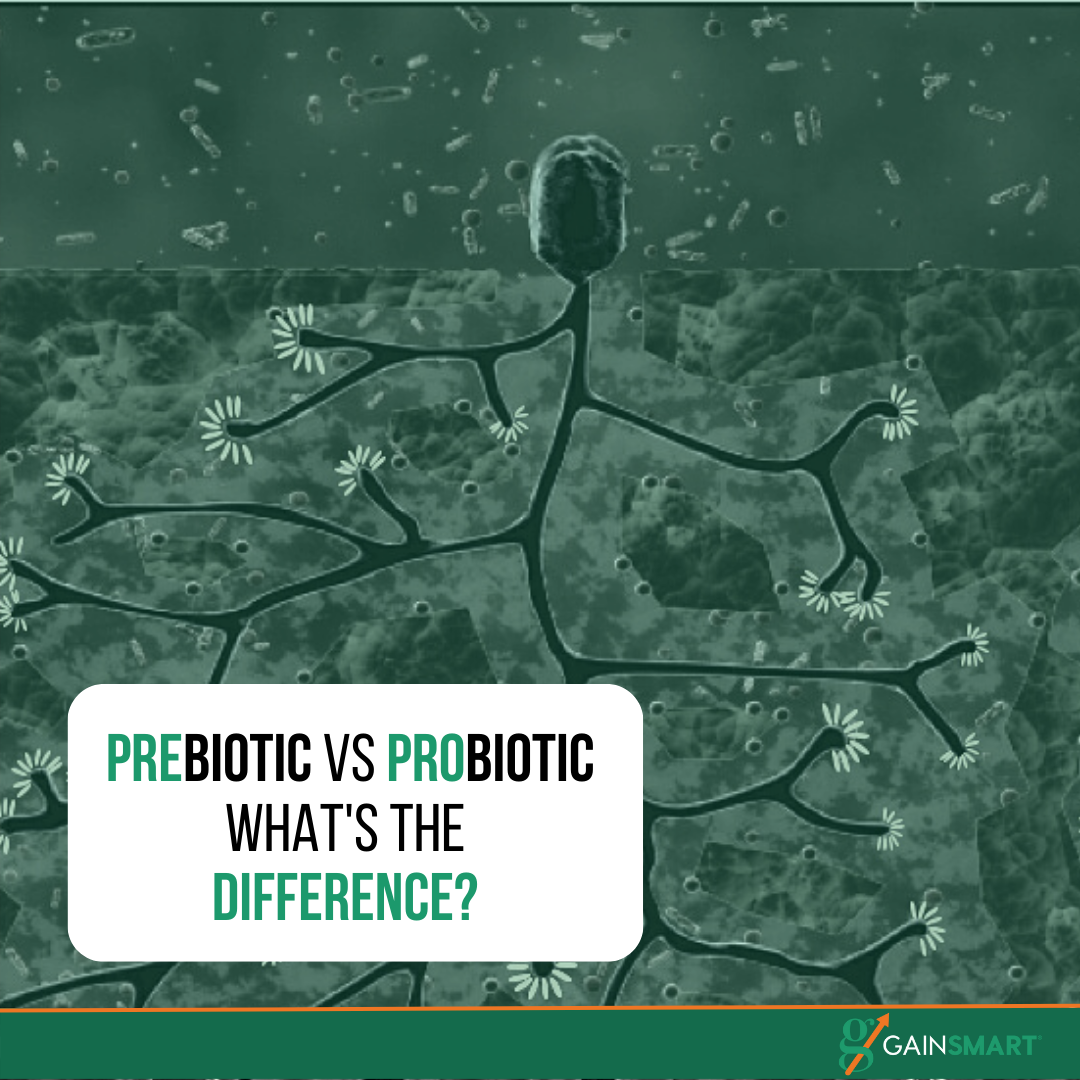 Prebiotics vs. Probiotics: What is the Difference? - Gain Smart