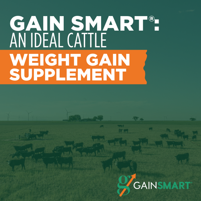 Gain Smart® An Ideal Cattle Weight Gain Supplement Gain Smart