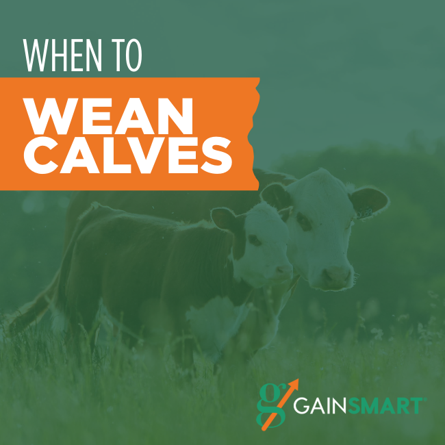 When to Wean Calves - Gain Smart