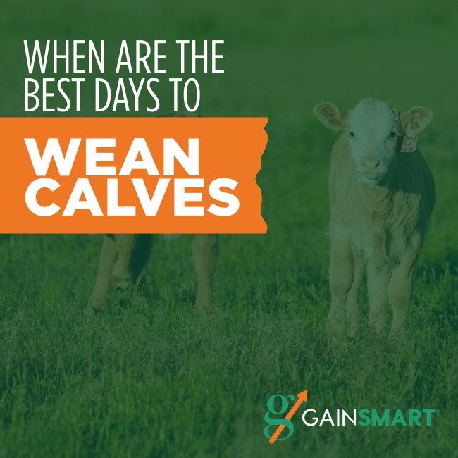 When are the Best Days to Wean Calves? Gain Smart