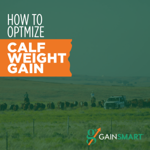 calf weight gain per day