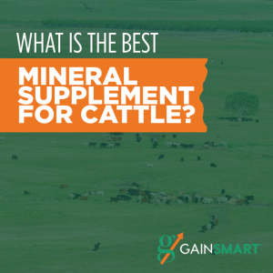 what is the best mineral supplement for cattle