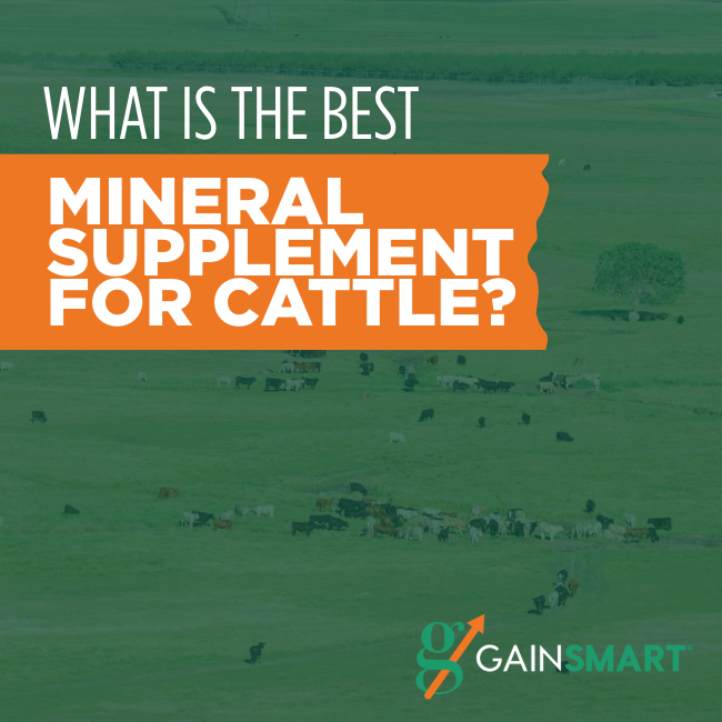 What is the Best Mineral Supplement for Cattle? Gain Smart