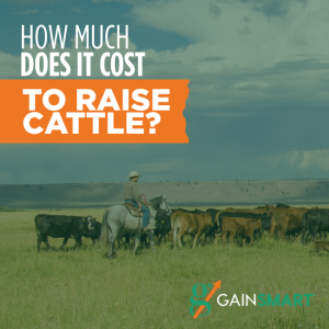 how much does it cost to raise cattle?