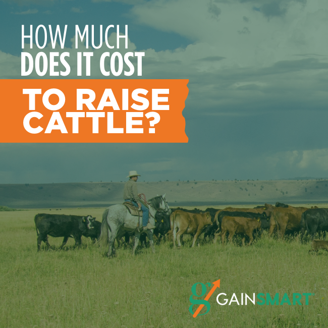 How Much Does It Cost to Raise Cattle? Gain Smart