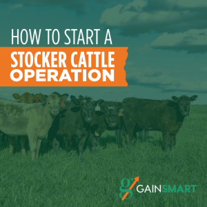 how to start a stocker cattle operation