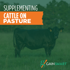 Supplementing cattle on pasture