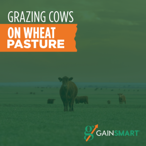 grazing cows on wheat pasture