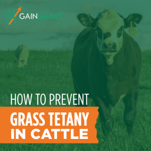 grass tetany in cattle