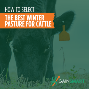 best winter pasture for cattle