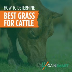 Best grass for cattle