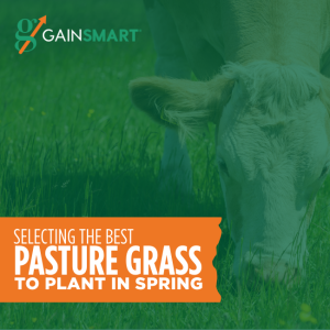 Best Pasture Grass to Plant in Spring 